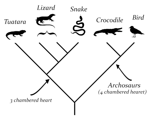 Cladogram